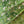 Jungle Linen