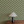 Little Palma Wallpaper