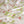 Organic Strawberry Patch Linen
