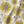 Organic Sunflower and Flora- Natural Organic Cotton