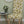Organic Sunflower and Flora- Natural Organic Cotton