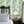 Rubber Plant Wallpaper