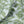 Rubber Plant Blue Velvet