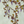 Seasons of the Vine Wallpaper