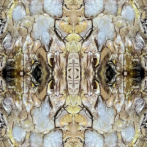 Shell Wallpaper