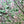 Strawberry Fields Linen